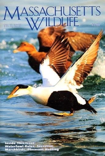 Massachusetts Wildlife Magazine