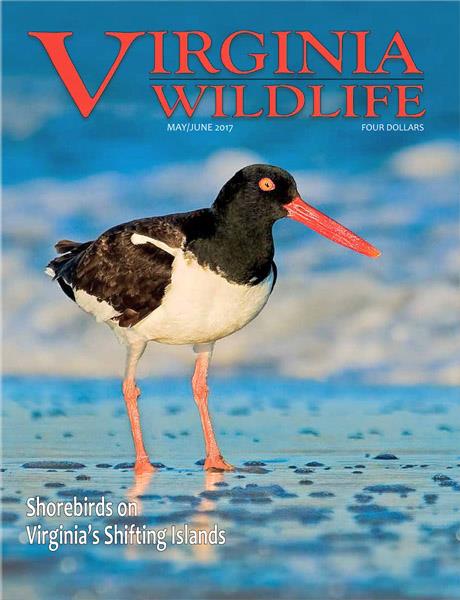 Virginia Wildlife Magazine